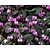 Cyclamen coum