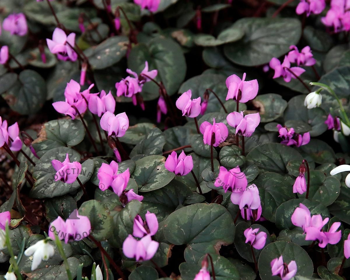 Cyclamen coum