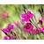 Dianthus deltoides 'Leuchtfunk'