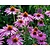 Echinacea purpurea 'Magnus'