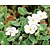 Erodium reichardii 'Album'