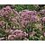 Eupatorium dubium 'Baby Joe'