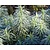 Euphorbia characias ssp. wulfenii