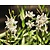 Gaura lindheimeri 'Short Form'