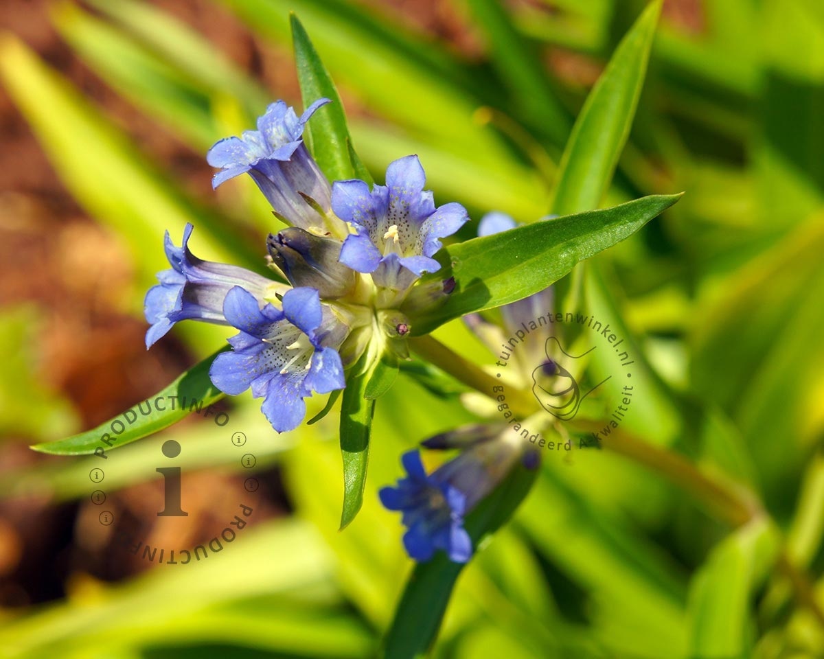 Gentiana dahurica