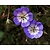 Geranium 'Azure Rush'