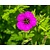 Geranium 'Ann Folkard'