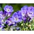Geranium 'Brookside'