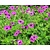 Geranium 'Patricia'