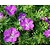 Geranium sanguineum 'Max Frei'