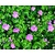 Geranium 'Tiny Monster'