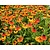 Helenium 'Short 'n Sassy'