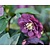Helleborus orientalis 'Double Ellen Purple'