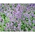 Nepeta faassenii 'Junior Walker'