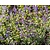 Nepeta racemosa 'Grog'