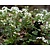 Pachyphragma macropyllum