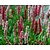 Persicaria affinis 'Darjeeling Red'