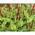 Persicaria amplexicaulis 'Blackfield'