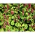 Persicaria amplexicaulis 'J.S. Caliente'