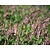 Persicaria amplexicaulis 'Pink Elephant'