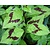 Persicaria virginiana 'Filiformis'