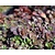 Sedum spurium 'Schorbuser Blut'