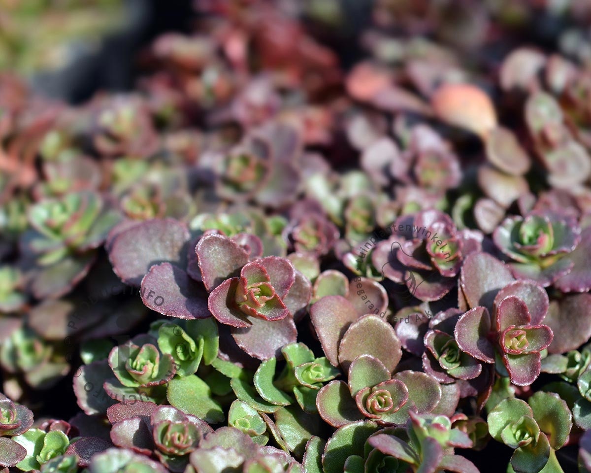 Sedum spurium 'Schorbuser Blut'
