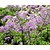 Thalictrum aquilegifolium 'Black Stockings'