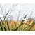 Eragrostis spectabilis