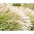 Miscanthus sinensis 'Adagio'
