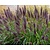 Pennisetum alopecuroides 'Black Beauty'