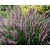 Pennisetum alopecuroides 'Red Head'