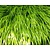 Hakonechloa macra 'Allgold'