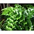 Cyrtomium falcatum