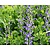 Baptisia australis