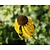 Echinacea paradoxa