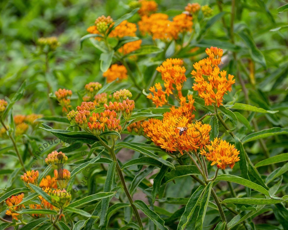 Asclepias tuberosa