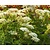 Selinum wallichianum
