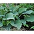 Hosta nigrescens 'Krossa Regal'