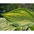 Hosta fortunei 'Albopicta'