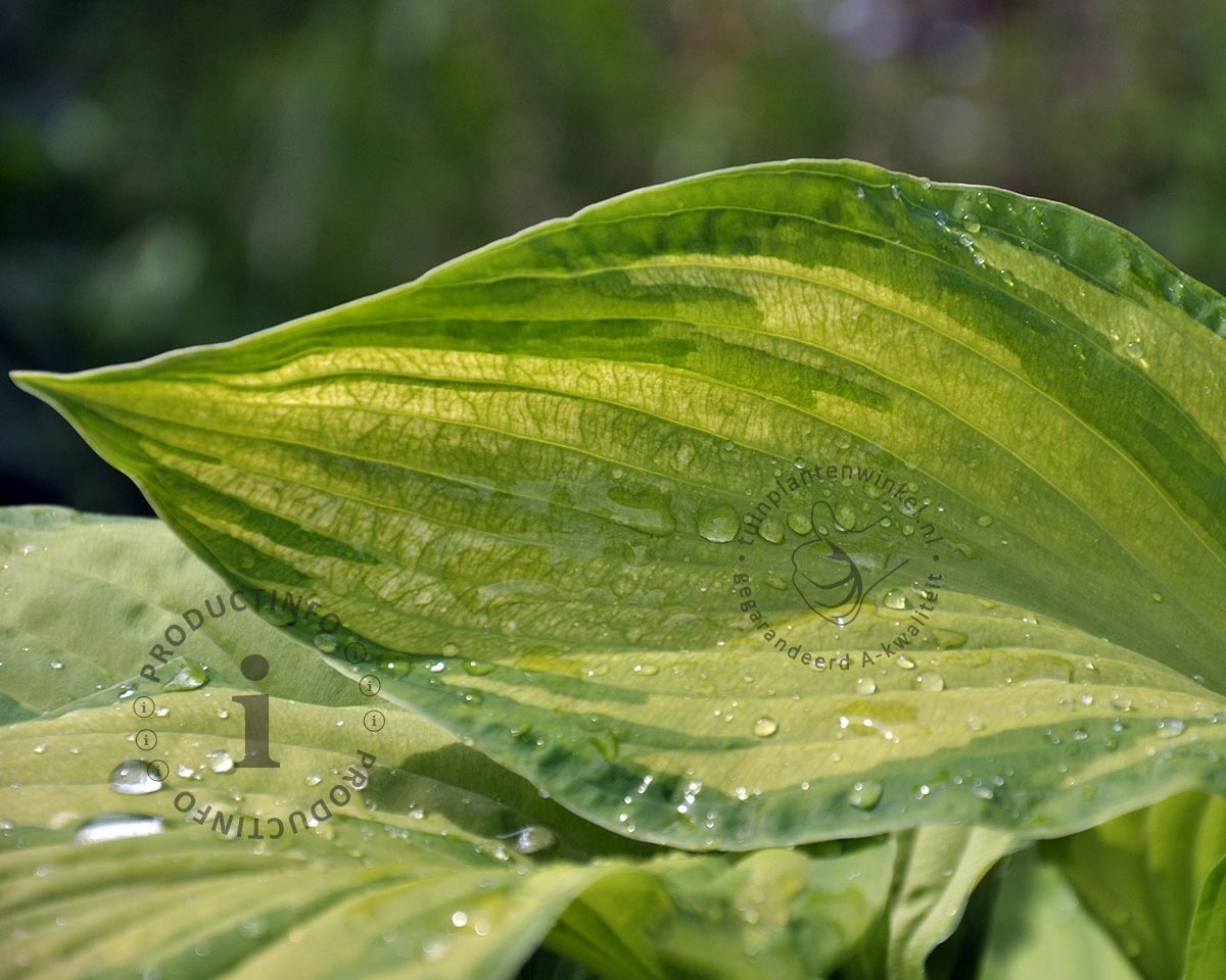 Hosta fortunei 'Albopicta'