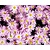 Chrysanthemum 'Clara Curtis'
