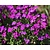 Aubrieta 'Cascade Red'