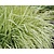 Molinia caerulea 'Variegata'