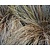 Carex buchananii