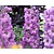 Delphinium pacific 'Astolat'