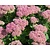 Sedum spectabile 'Brillant'