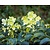 Helleborus argutifolius