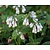 Symphytum grandiflorum 'Wisley Blue'