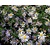 Aster ageratoides 'Adustus Nanus'